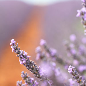 Lavender VI