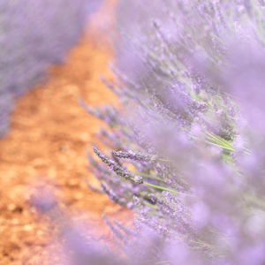 Lavender VIII