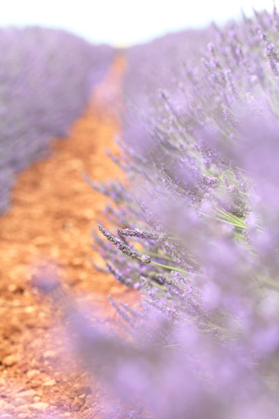 Lavender VIII
