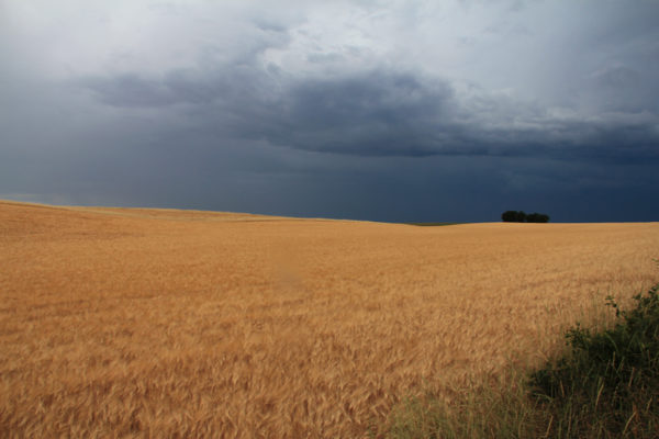 Wheat Field and Stormy Sky