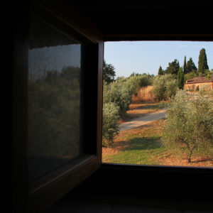 View of Olive Trees