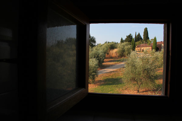 View of Olive Trees