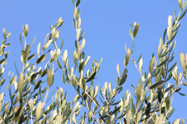 Olive Tree IV