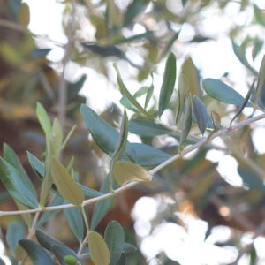 Olive Tree V