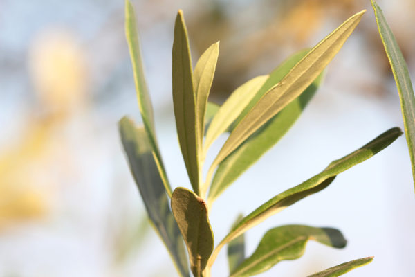 Olive Tree VI
