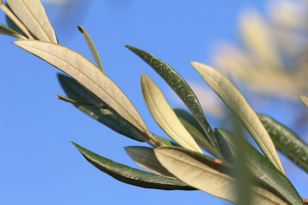 Olive Tree VII