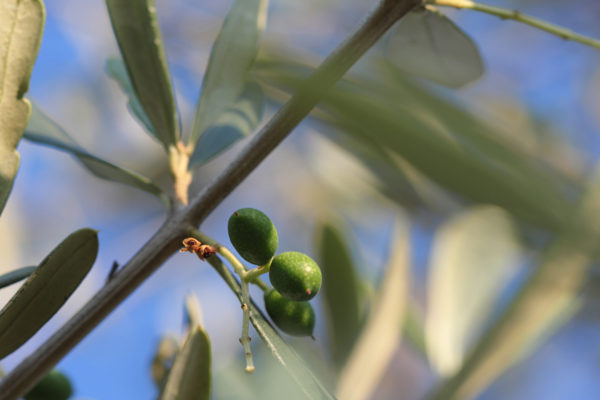 Olive Tree VIII