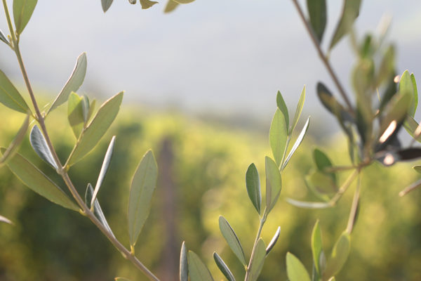 Olive Tree IX