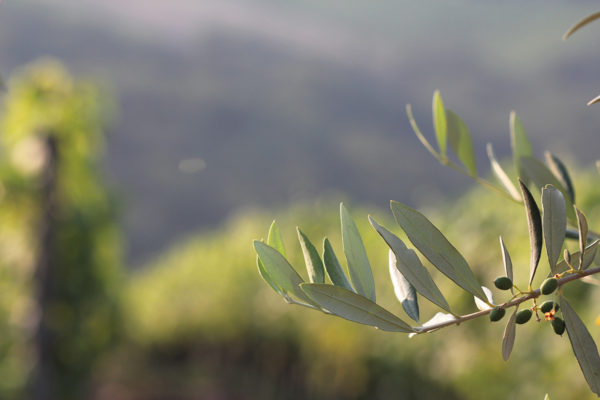 Olive Tree X